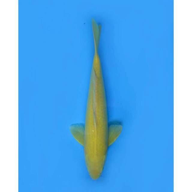Karasi Red Eye - 42cm