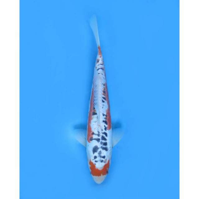 Maruten Hanna Shusui - 38cm