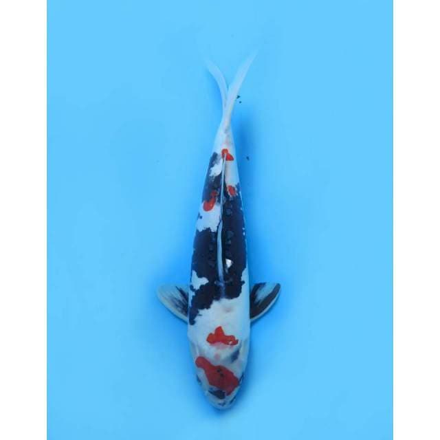 Maruten Kindai Showa Doitsu - 39cm