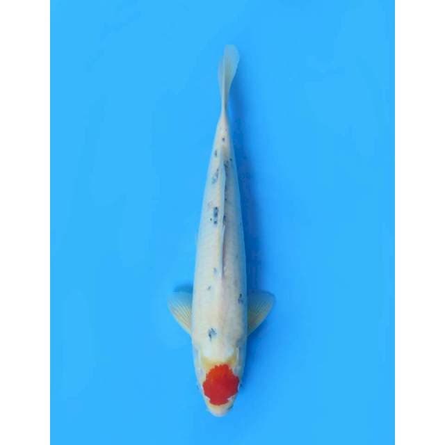 Tancho Sanke Ori Jumbo - 45cm