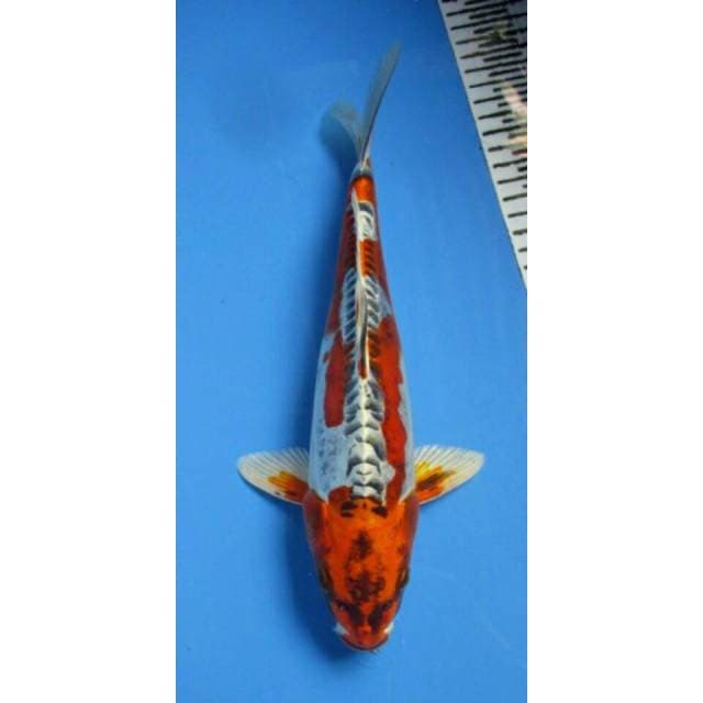 7KOI_KUJAKU ANTIK_30CM