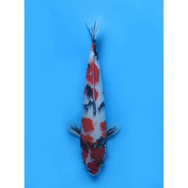 Showa Sanshoku - 37cm
