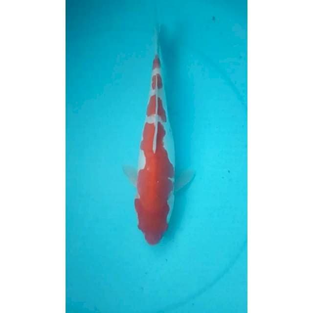Kohaku 32cm
