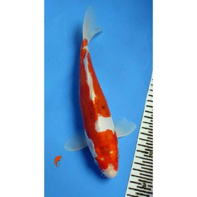 7KOI_KUJAKU INAZUMA_30CM