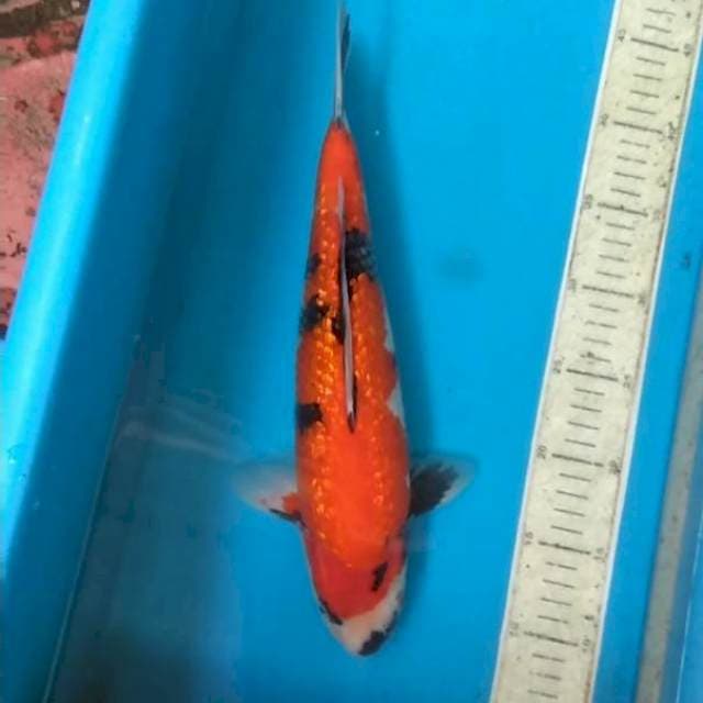 Showa ginrin 35cm