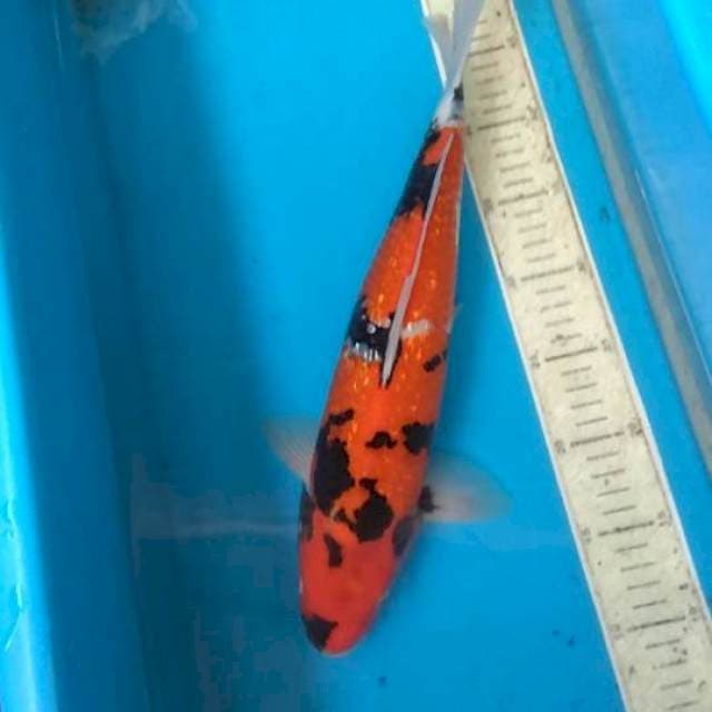 Showa ginrin 39cm