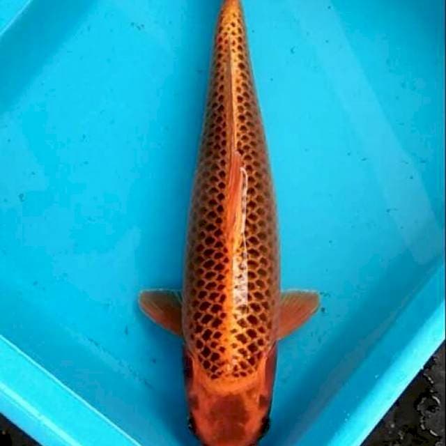 Jumbo tosai orenji matsuba montok 39cm