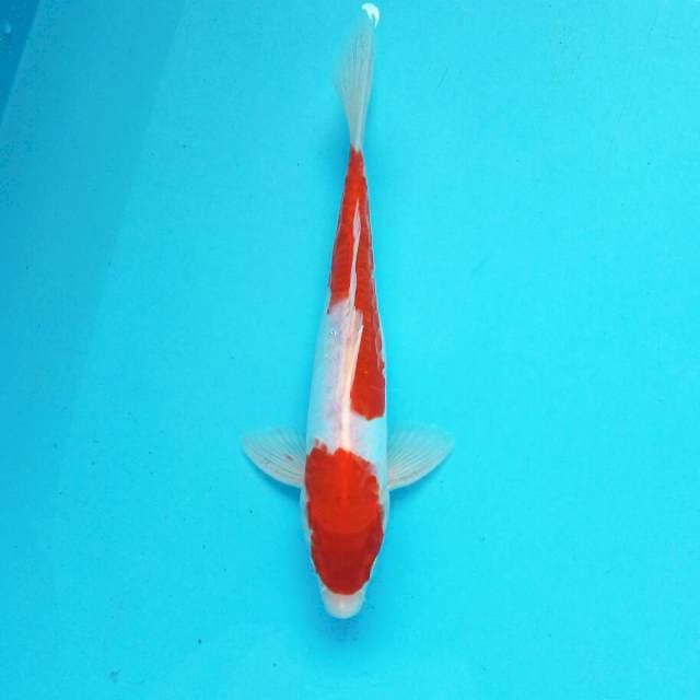 Kohaku Doitsu ~ 29cm