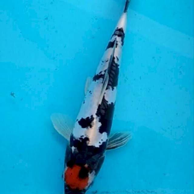 Tancho showa doitsu enak 25cm