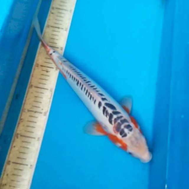 Shusui 36cm F1