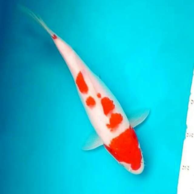 Kohaku ~ 31cm