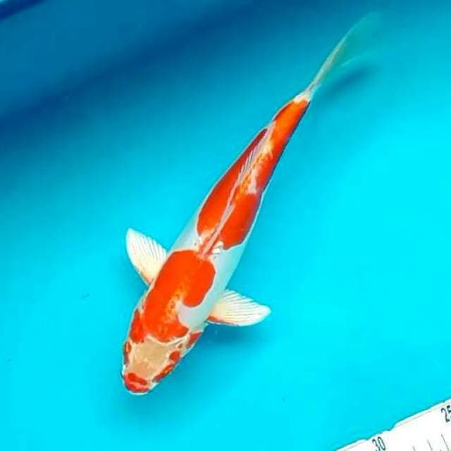 Kikushui ~ 28cm