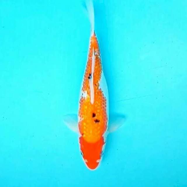 Sanke ~ 27cm