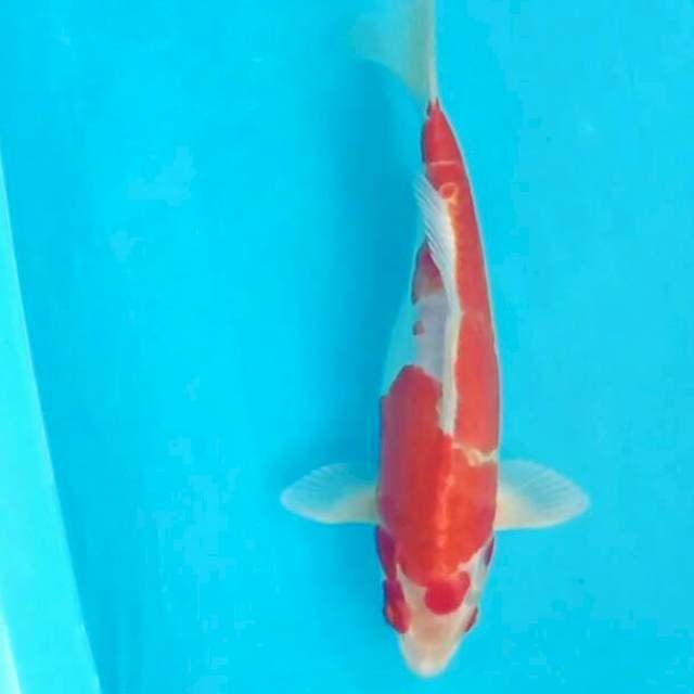 Kohaku Doitsu ~ 28cm