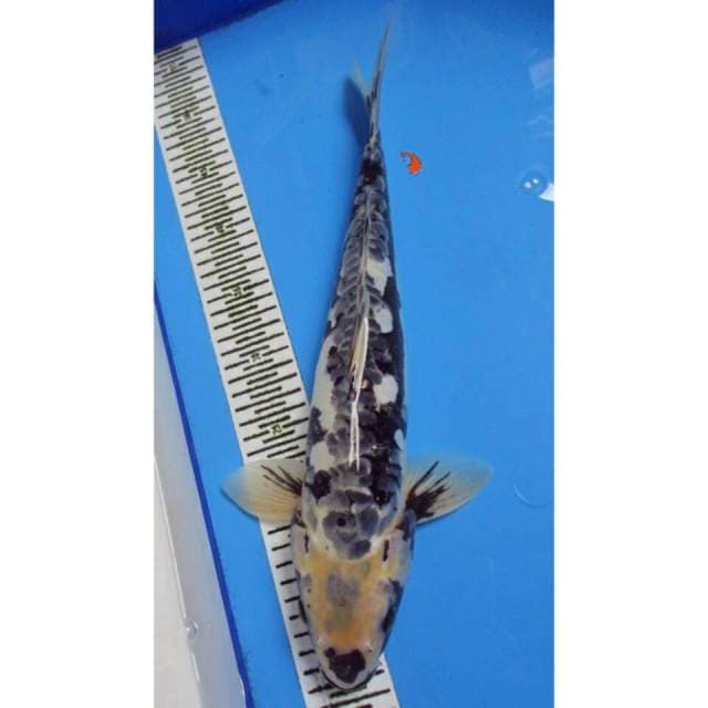 Antik 41 cm
