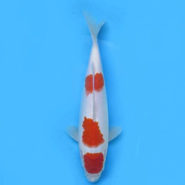 28cm , Maruten Kohaku Original ( no bocor)