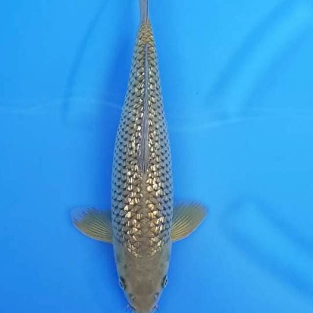 Midori Gindrin 36cm