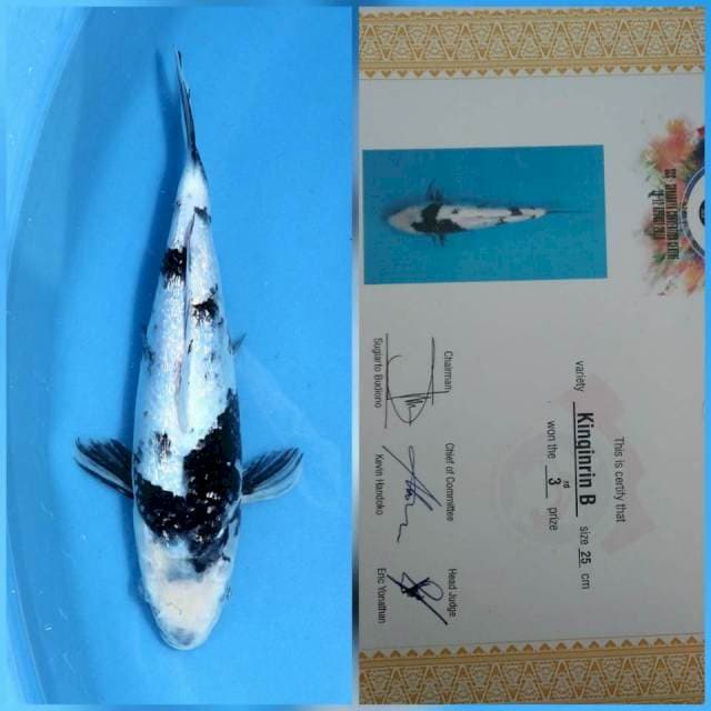 Ginrin shiro juara