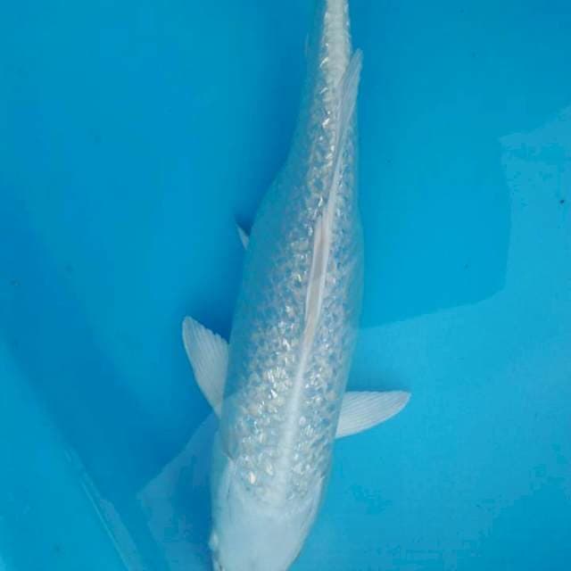 Platinum ginrin 27cm