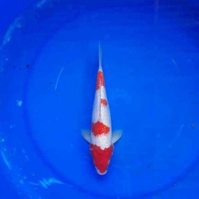 Kohaku Ginrin Berpunuk