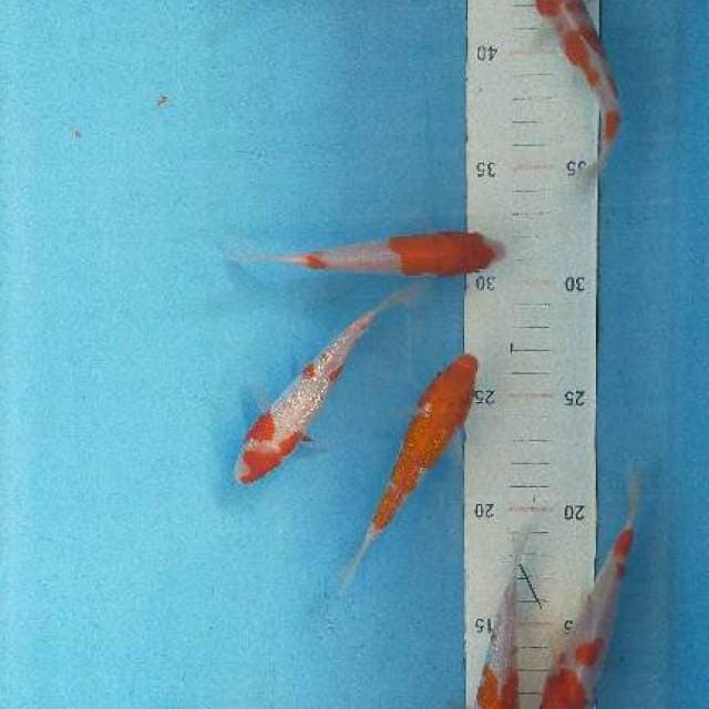 Kohaku 12-15cm