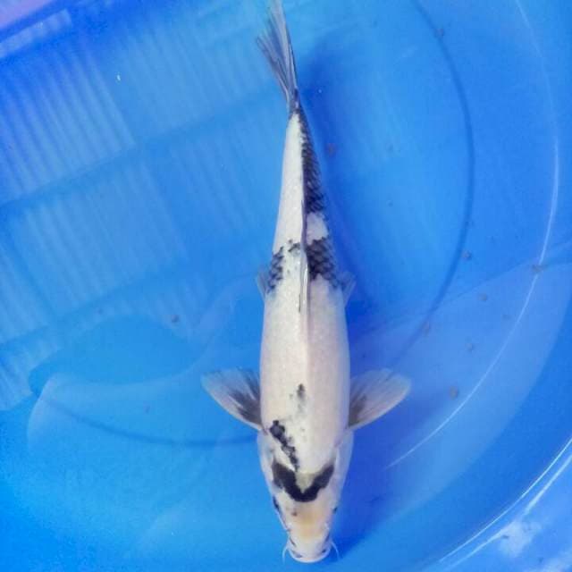 Shiro 36 cm