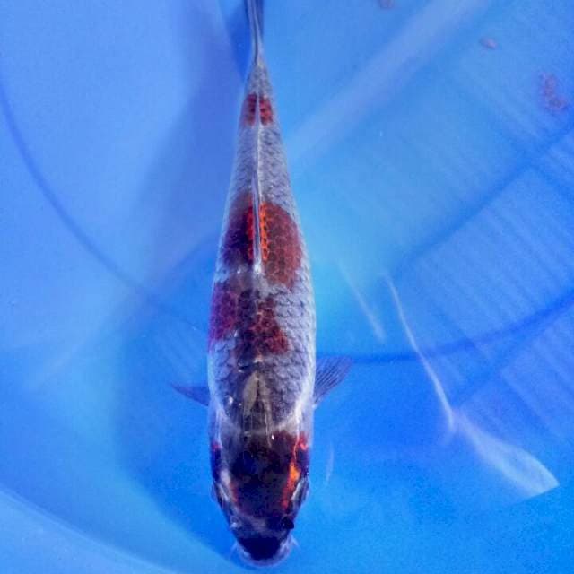 Antik 29 cm