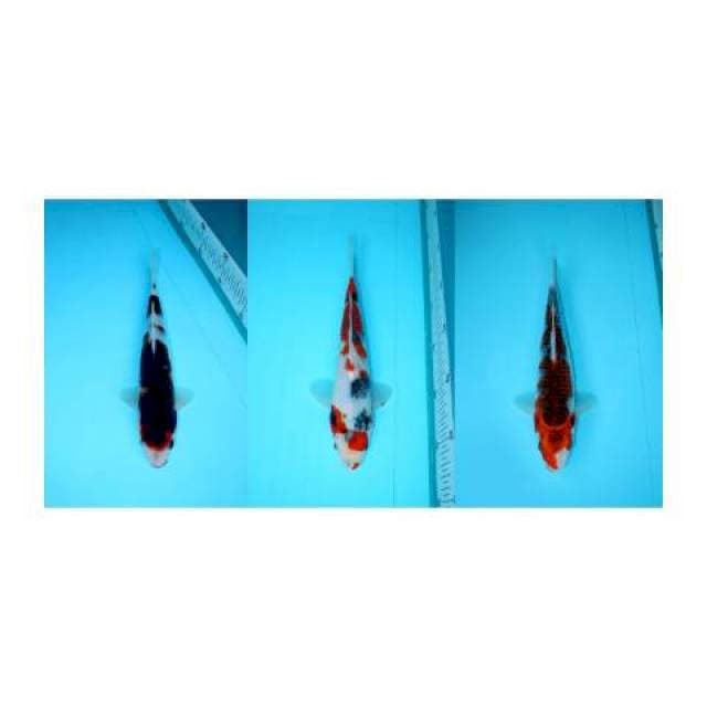 Paket mix 24-25-27 cm