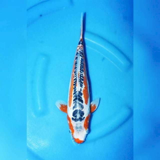 Shusui kualitas