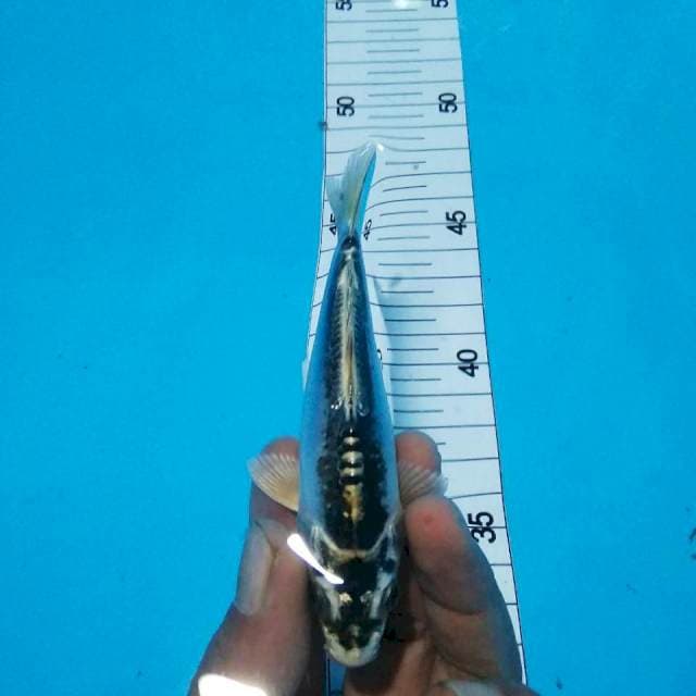 Mini super antik*10cm