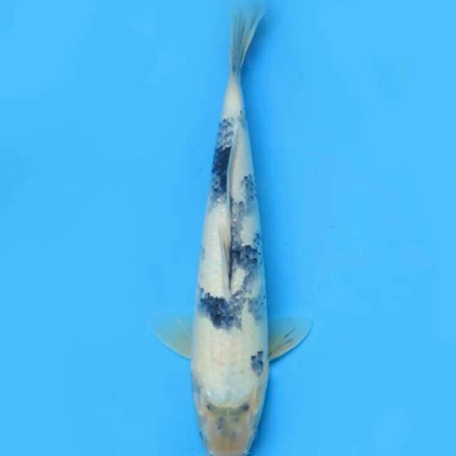 Shiro tategoi 35 cm