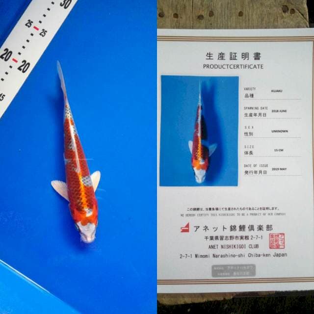 Kujaku import anett