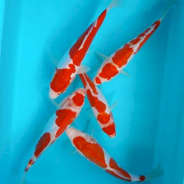 MIX KOHAKU 23-26 CM