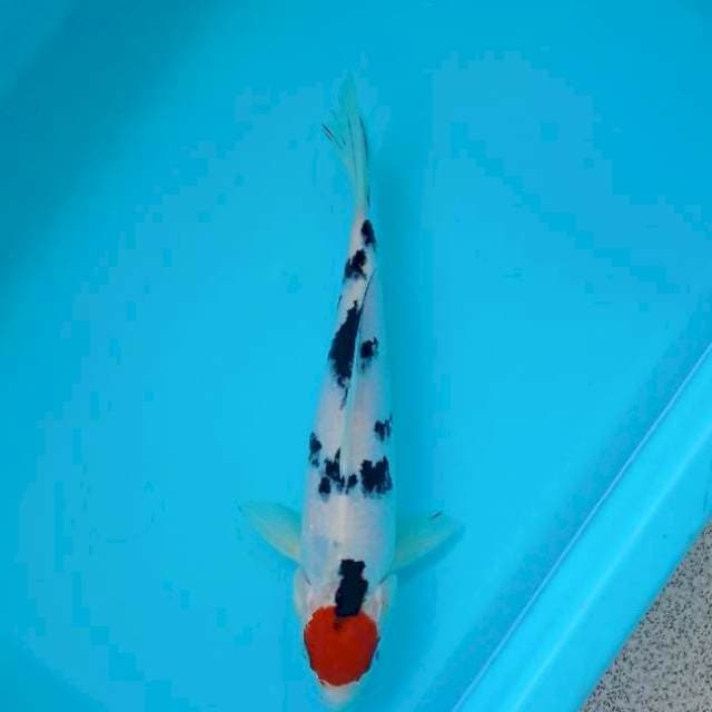 TANCHO SANKE 26 CM