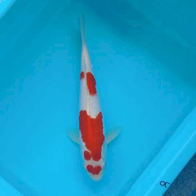 KOHAKU LOVE 32 CM