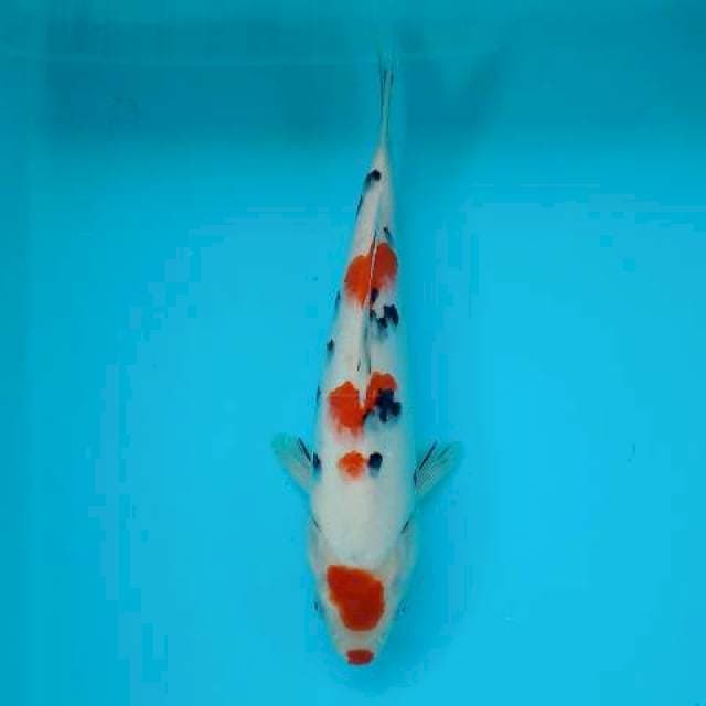 SANKE 26 CM