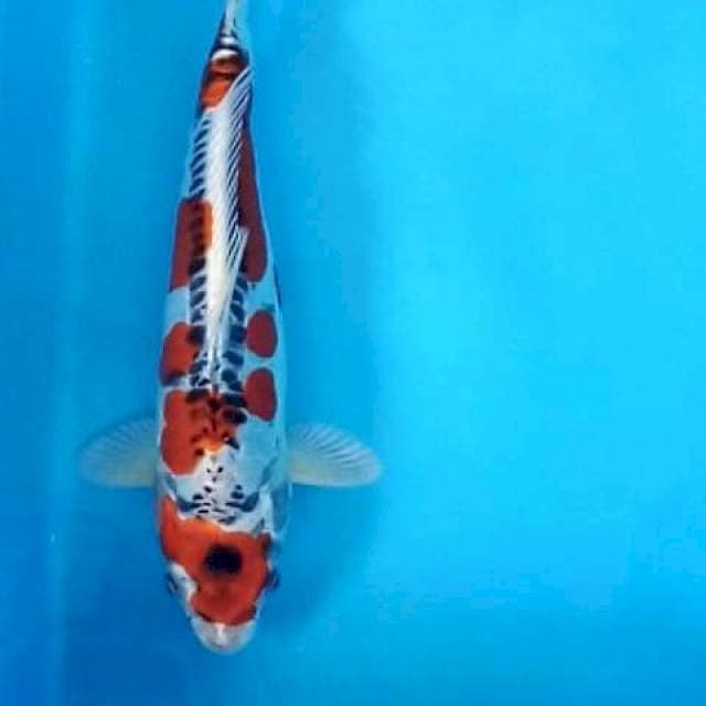 KIKOKURYU 32 CM