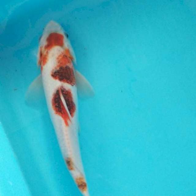 Goromo 27cm