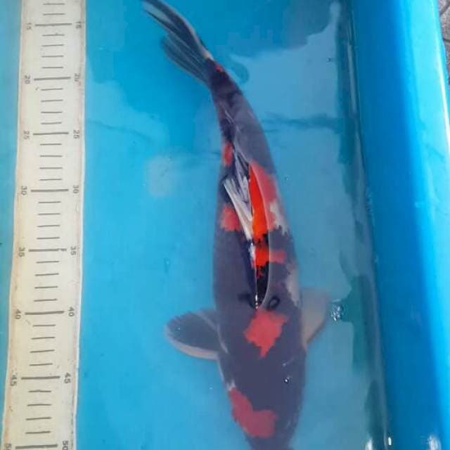 showa 39 cm. male