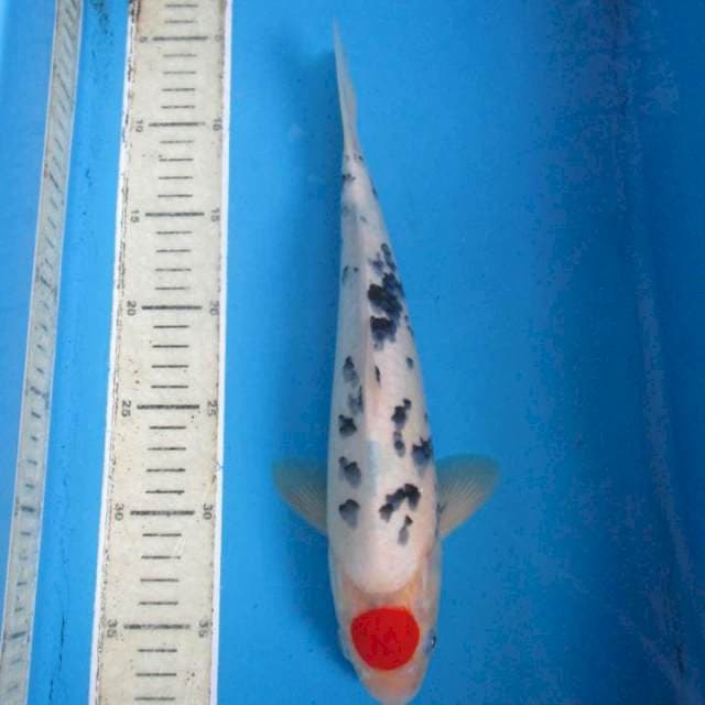 Tanco30cm