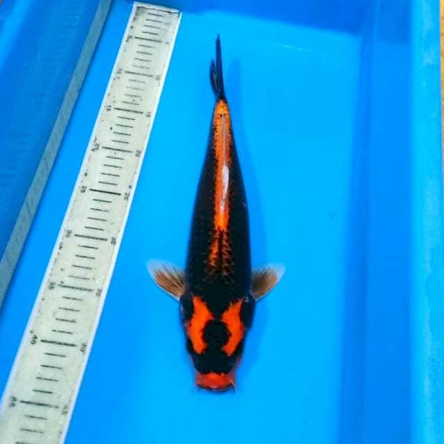 Kabuto male bagus 40bu