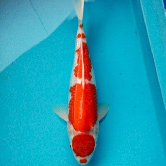 kohaku ginrin