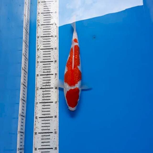 SUPER GINRIN 35