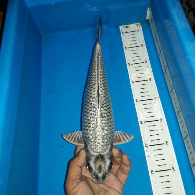 Mukasi full ginrin koleksi antik