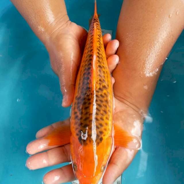 aka matsuba 38 cm