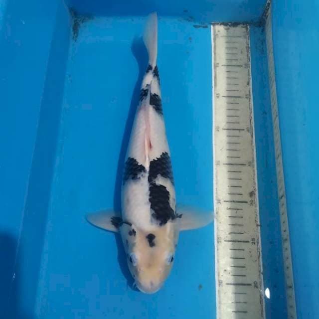Shiro munuk ada cekung sebelah35cm