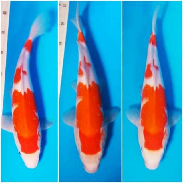 Kohaku 34cm
