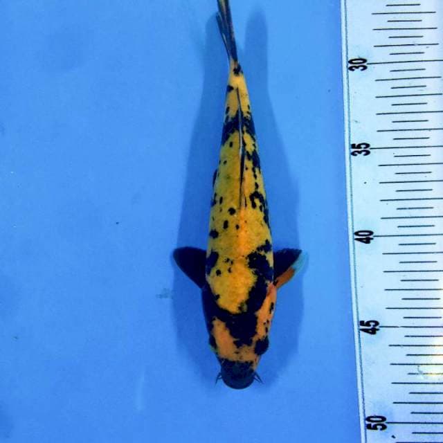 Hi utsuri 24cm