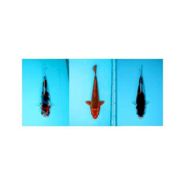 Paket mix 3 ekor 20-25-15 cm