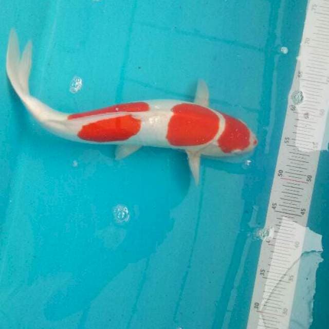 Kohaku doitsu 3 step